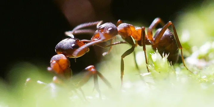 How to Get Rid of Ants: Kitchen, Garden and Home for Good