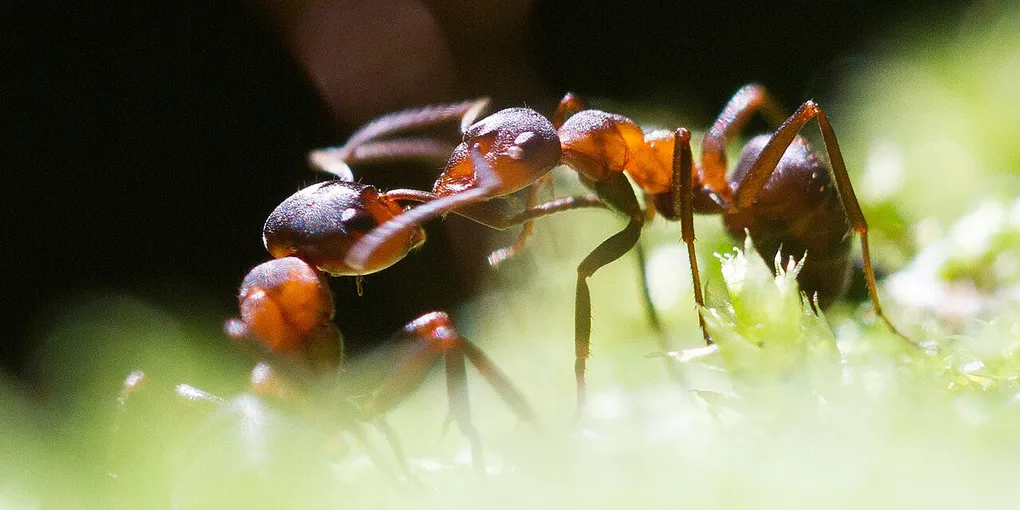 How to Get Rid of Ants: Kitchen, Garden and Home for Good