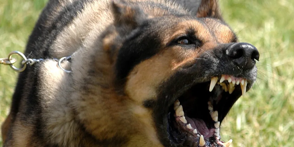 How to Stop a Dog From Barking: 9 Steps That Actually Work