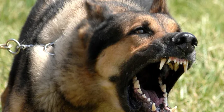 How to Stop a Dog From Barking: 9 Steps That Actually Work