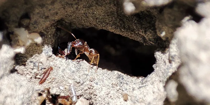 How to Get Rid of Ants: 10 Methods That Actually Work