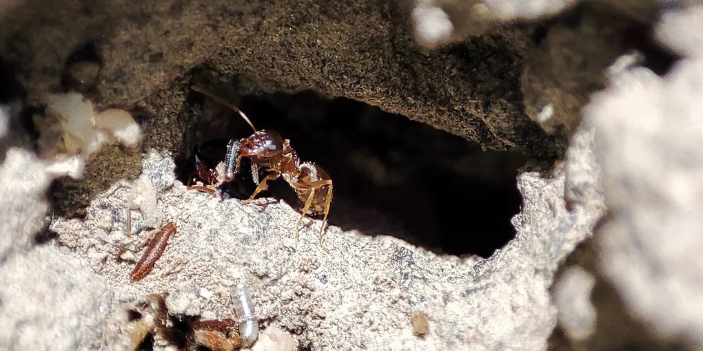 How to Get Rid of Ants: 10 Methods That Actually Work