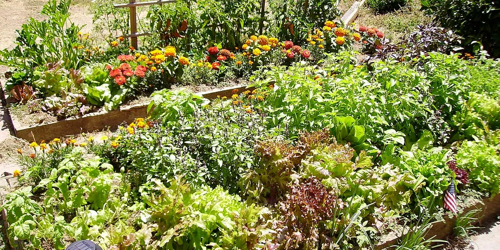 How to Build a Raised Garden Bed: 10 Simple Steps