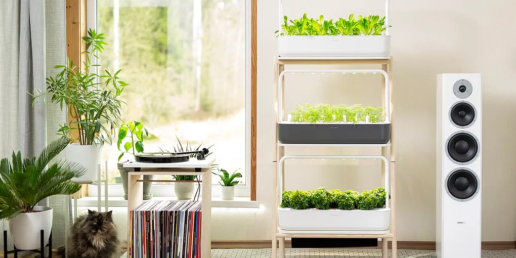 How to Grow Herbs Indoors: 10 Steps for a Kitchen Windowsill