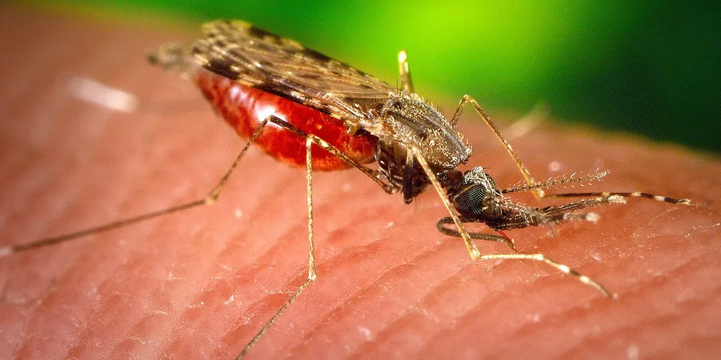 How to Get Rid of Mosquitoes: 10 Steps for a More Comfortable Yard