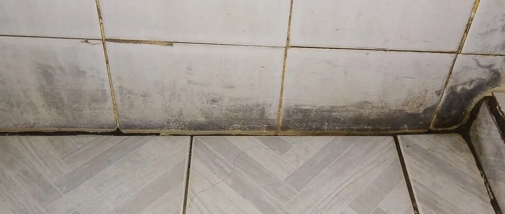 How to Get Rid of Mold: 10 Steps for Walls, Shower and Basement