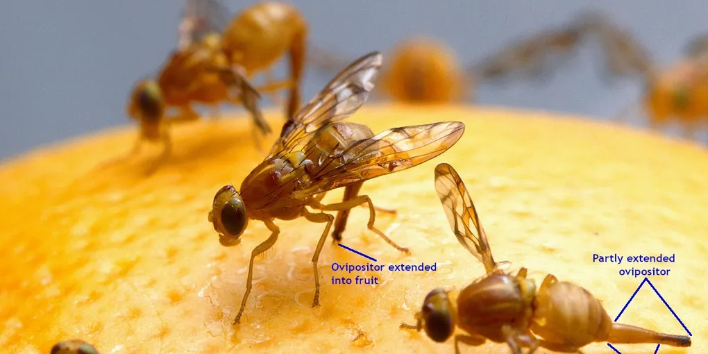 How to Get Rid of Fruit Flies: 10 Steps for a Fly-Free Kitchen