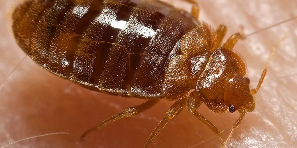 How to Get Rid of Bed Bugs: 10 Steps to Stop the Spread